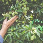 Características y ventajas del cultivo subtropical
