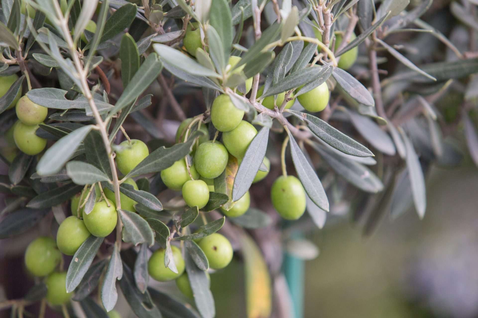 Aceitunas es el cultivo de referencia en Andalucía