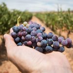 Ifapa identifica los compuestos del vino responsables de sus propiedades saludables
