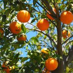 naranjas andalucia