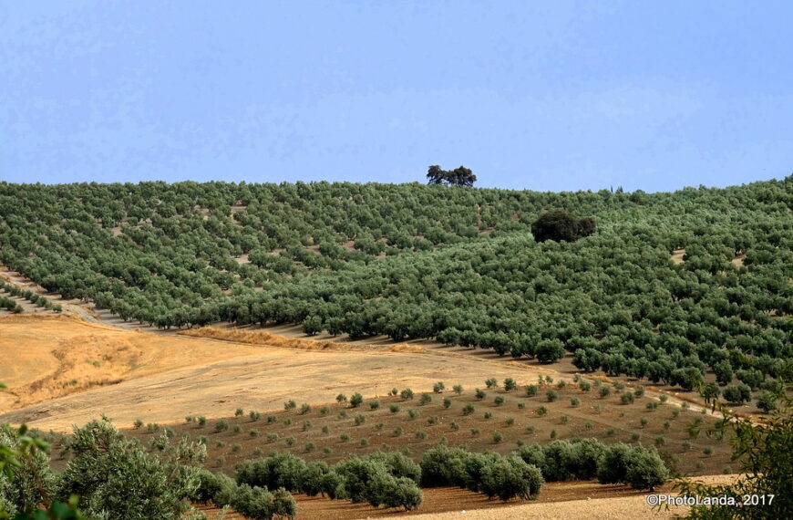 Generación de empleo gracias a la agricultura en España. Paisaje de Villanueva del trabuco