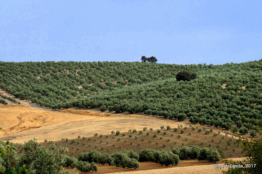 Generación de empleo gracias a la agricultura en España. Paisaje de Villanueva del trabuco