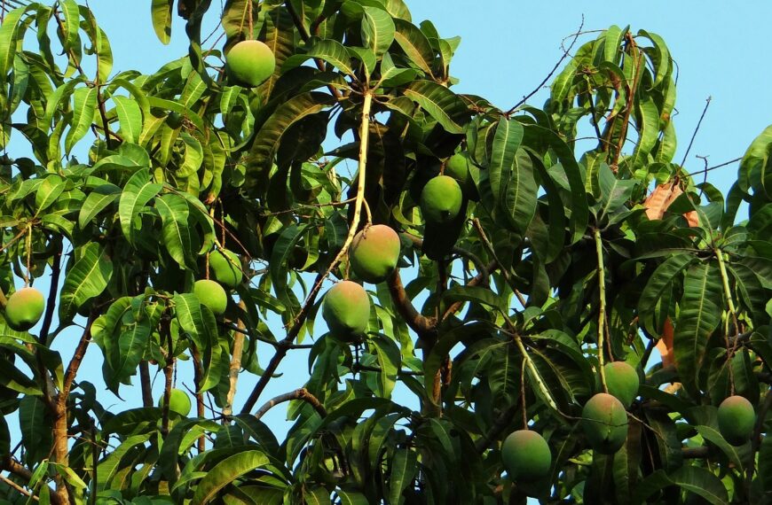 El auge del mango en España: un cultivo emergente con proyección internacional