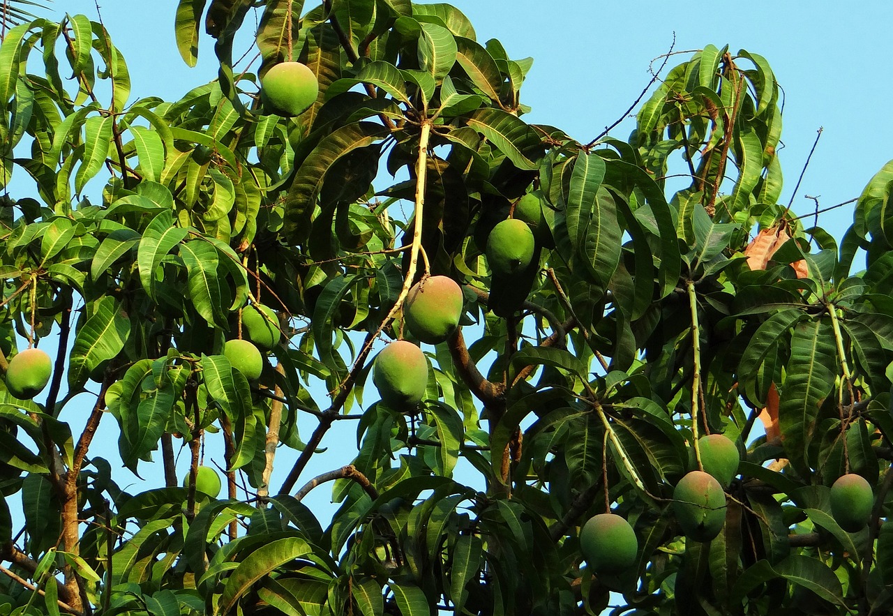 El auge del mango en España: un cultivo emergente con proyección internacional