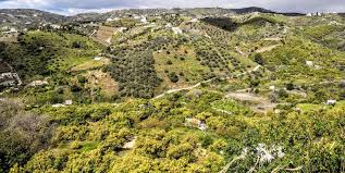 Productores de la Axarquía, al Límite: Denuncian un Presunto Impago de 400.000€ que Amenaza sus Negocios