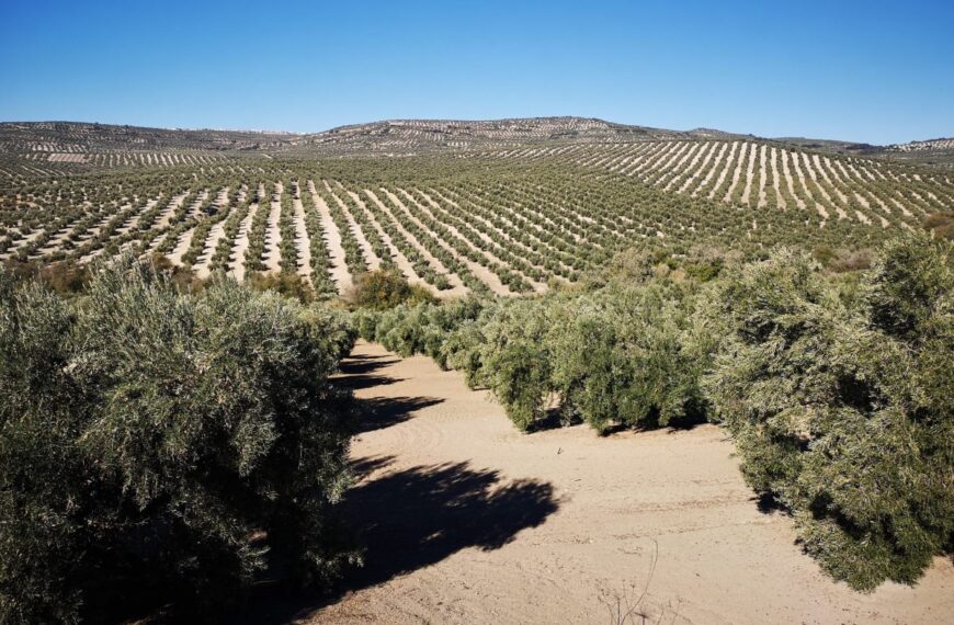 El Olivar Andaluz en la Encrucijada: Previsiones Desiguales y Desafíos Constantes