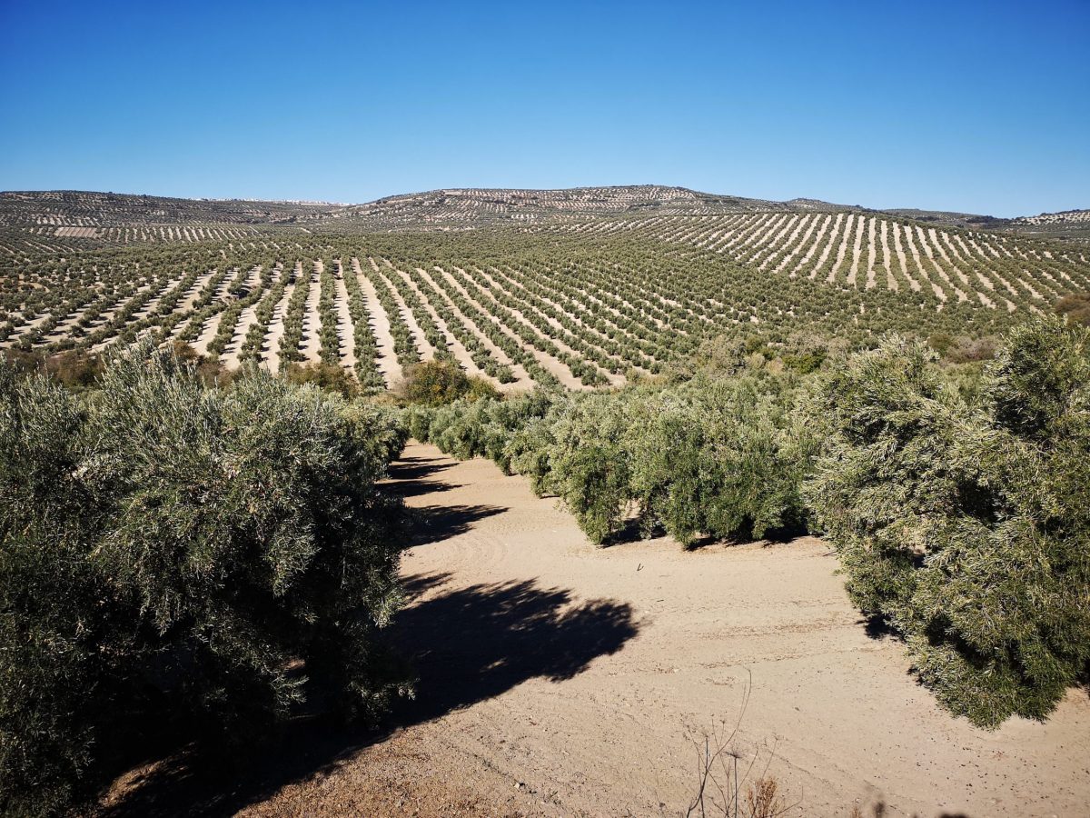 El Olivar Andaluz en la Encrucijada: Previsiones Desiguales y Desafíos Constantes